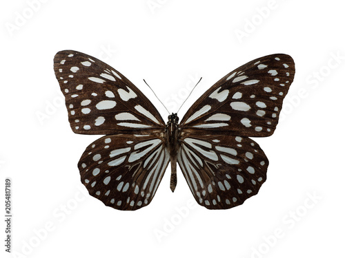 Fotografie Blue tiger butterfly Tirumala limniace isolated on white background