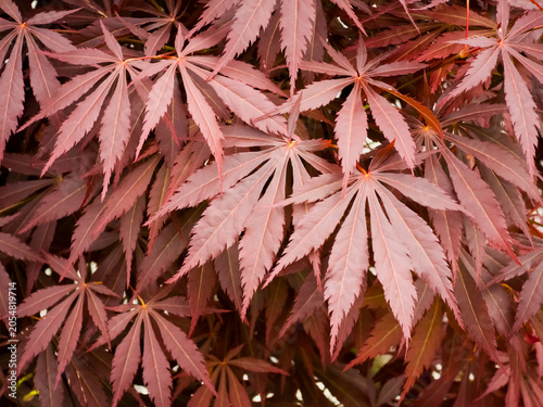 Fotografie Dense palmate leaves of red Japanese maple, Acer palmatum, displaying vibrant reddish purple foliage in spring