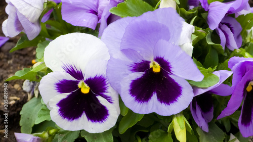 Close-up shot of blooming garden pansies, Viola x wittrockiana, with white, lavender, and deep purple petals growing in green foliage.
