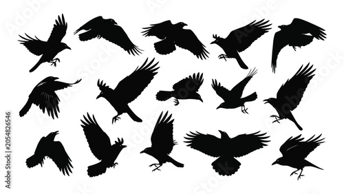 Photos birds in various flight poses silhouette black white background animal wildlife