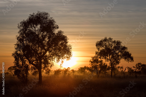 Gum trees silhouetted at sunrise in the open woodlands of the Northern Territory's savanna country.