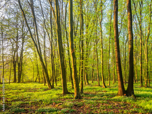Sunny forest of beech and oak trees in early spring with first green leaves