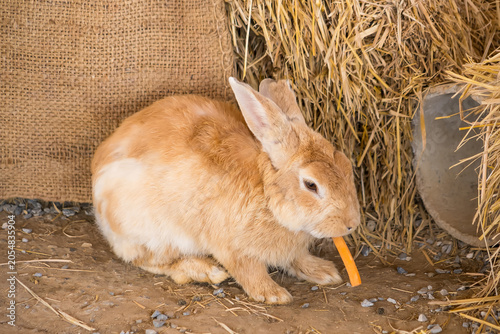 Rabbit Eating Carrot in Hay Barn: A fluffy brown rabbit sits inside a rustic hay barn, happily munching on a bright orange carrot.
