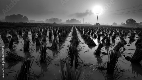 Black and white view of a harvested rice paddy field with standing water in the morning with sun rising