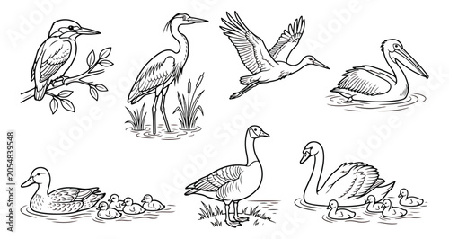 Cuadro en lienzo Vintage bird illustrations set, hand drawn waterfowl sketches, 7 black and white
