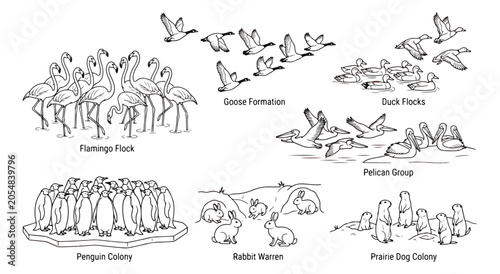 Slika na platnu Vintage animal group illustrations, wildlife colony and flock set, black and whi
