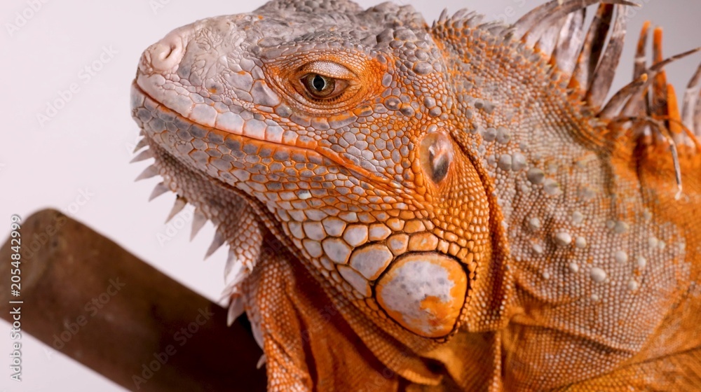 Fototapeta premium Close Up Profile of a Vibrant Orange Iguana Perched on a Branch