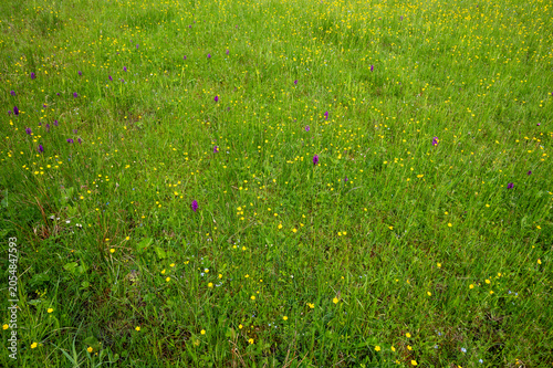 Grüne Sommerwiese mit kleinen gelben und violetten Wildblumen in Nahaufnahme