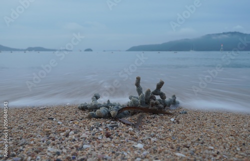 Dead sea sponges washed ashore by the waves