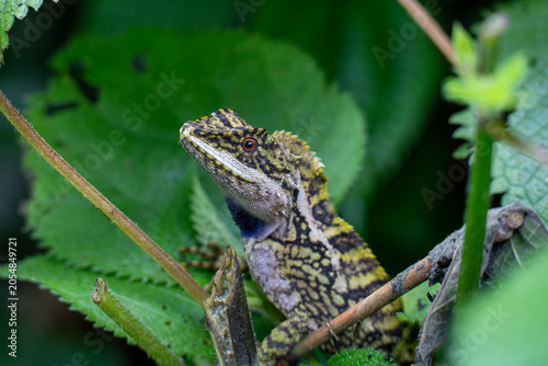 The variegated mountain lizard or Himalayan dragon (Japalura variegata) is an agamid lizard found in northern India, Bhutan, and Nepal.