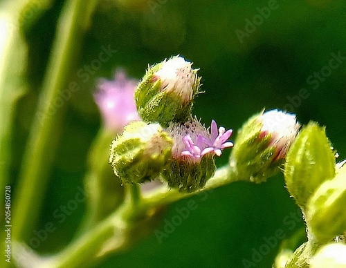 Fotografija These are the flowers of the Vernonia plant, which is often considered a flowering weed