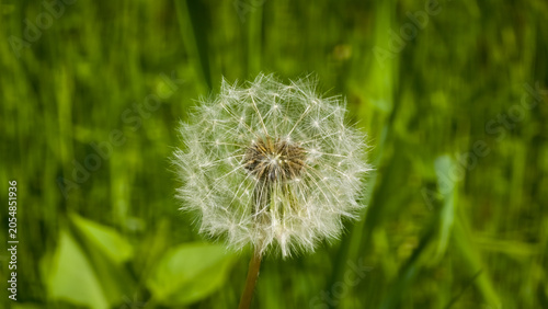 Fotografía Single dandelion seed head forming a delicate spherical clock against a soft green lawn background