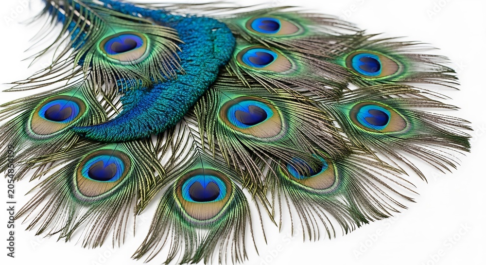 Fototapeta premium Vibrant peacock feather fan displayed on white background