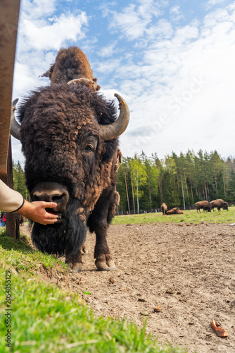 Картината върху платно Epic hybrid zubrbizon feeding carrot wildlife animal vertical portrait