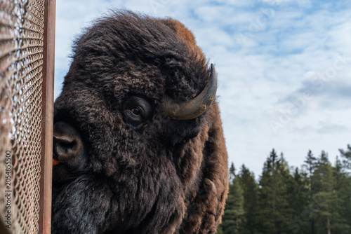 Fotografie Epic hybrid zubrbizon close up head wildlife animal portrait