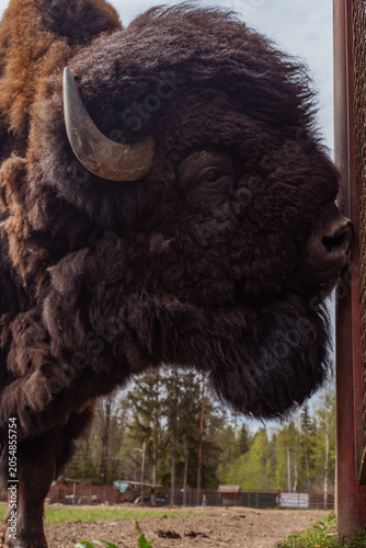 Принти на полотні Epic hybrid zubrbizon feeding carrot wildlife animal vertical portrait