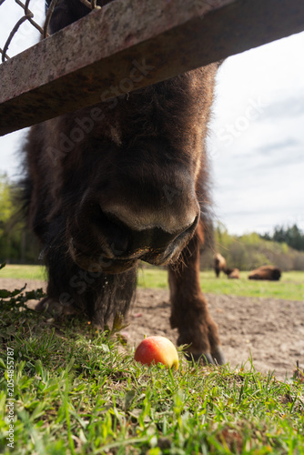 Фотография Epic hybrid zubrbizon feeding carrot wildlife animal vertical portrait