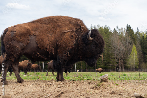 Epic wild American bison wood buffalo animal standing pasture forest vertical view.
