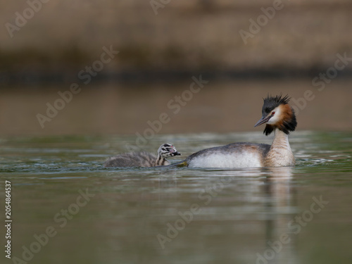 Great-crested grebe, Podiceps cristatus