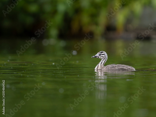 Great-crested grebe, Podiceps cristatus