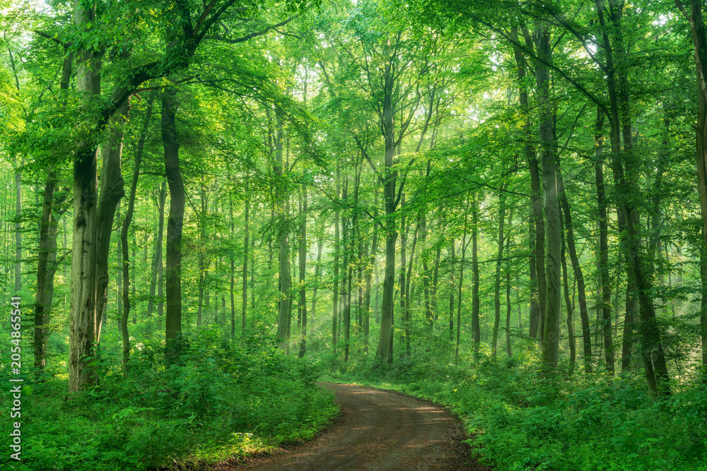 Obraz premium Winding footpath through green forest in spring with sunbeams and morning mist