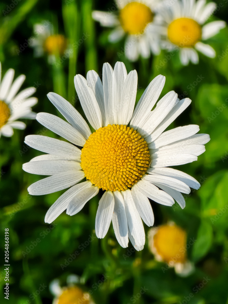 Fototapeta premium Close up of an oxeye daisy (Leucanthemum vulgare) flower head with crisp white ray florets and a dense yellow central disc.
