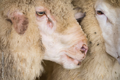 Фотография Close-up of Sheep Faces: Two sheep, their woolly coats visible, are shown in a close-up, their expressions hinting at calm or curiosity in this agricultural scene