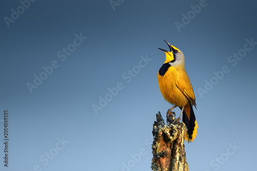 Small yellow bird singing loudly while perched on a branch with wildlife songbird creature wildlifephotogra