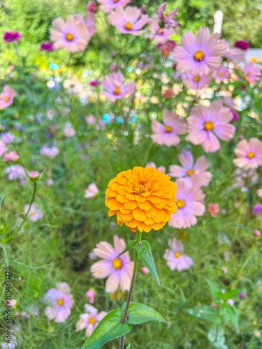Zinnia and Cosmos Flowers