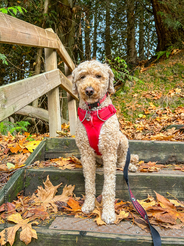 Labradoodle on Stairs in Fall