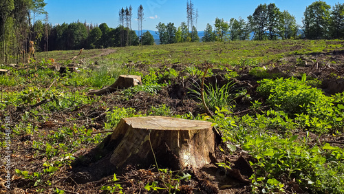 Foto Deforested area in Romania featuring fresh tree stumps, green regrowth, and logged forest landscape under a clear blue sky