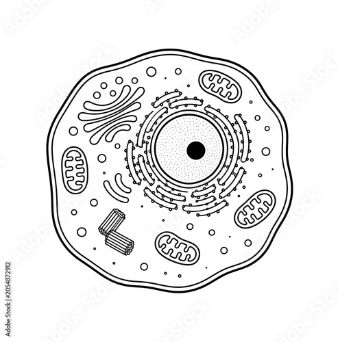 Animal Cell Structure Educational Biology Illustration Isolated on White Background