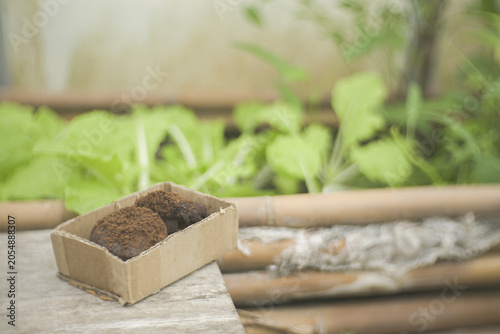 Concept Zero Waste Spent coffee grounds for use as organic fertiliser. The close up of recycled coffee waste in cardboard box with mug, leafy greens blur in the sustainable urban garden background.