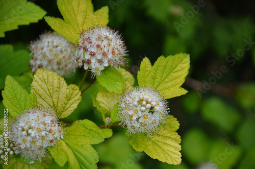 Physocarpus opulifolius late spring blooming plant. Ninebark shrub coseup outdoors white flowering branches. Growing, planting, landscaping concept.