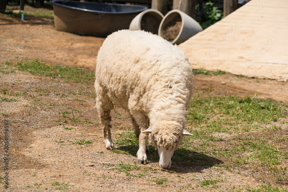 Fototapeta premium Sheep Grazing in Rural Setting: A fluffy sheep with a white woolly coat grazes on sparse grass in a rustic outdoor environment, surrounded by rustic farm elements.