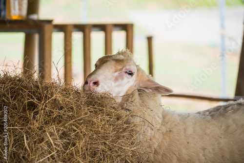 Sheep Eating Hay: A close-up shot of a white sheep with a gentle expression, its head buried deep in a pile of dry hay, showcasing its natural feeding behavior in a rustic setting.