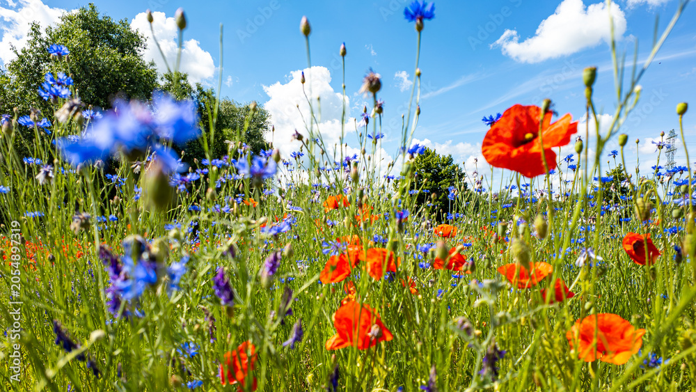 Obraz premium Low angle close-up of blooming red poppies and blue cornflowers in a green meadow, photographed in bright sunlight under a blue sky with white clouds, featuring a blurred foreground and background tre