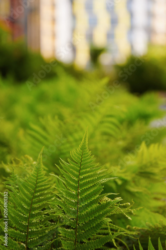 Fotografija Ferns in an urban environment