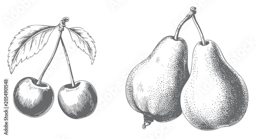Hand drawn pears and cherries in vintage botanical line art.
