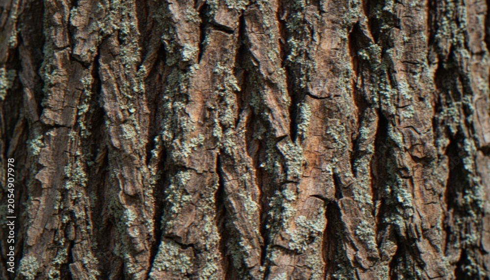 Obraz premium A close-up shot of the textured bark of a mature tree, showing vertical ridges and patterns with patches of green lichen.
