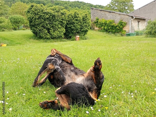Chiot beauceron arlequin 2 mois et demi