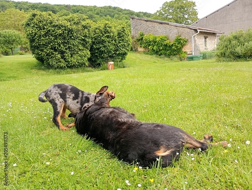 Chiot beauceron arlequin 2 mois et demi