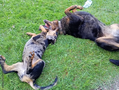 Chiot beauceron arlequin 2 mois et demi