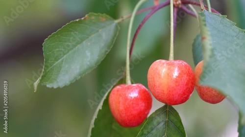 4K Ripe Red Cherries on Tree Branch. Fresh Fruit Harvest Nature Video. Ultra HD 4K close-up video of ripe red cherries hanging from a tree branch surrounded by fresh green leaves.