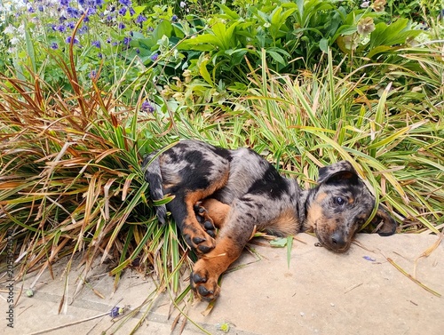 Chiot Beauceron 2 ou 3 mois arlequin