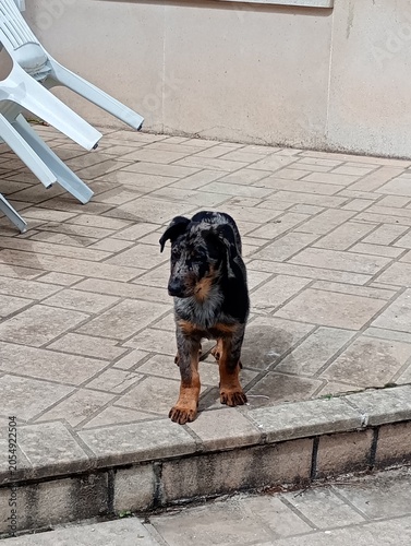 Chiot beauceron arlequin 2 mois et demi
