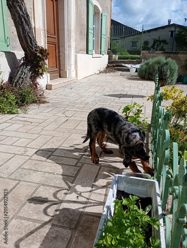 Chiot beauceron arlequin 2 mois et demi