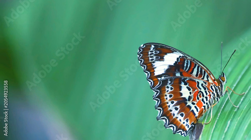 Photos Close-Up of a Vibrant Patterned Butterfly Perched on a Green Leaf