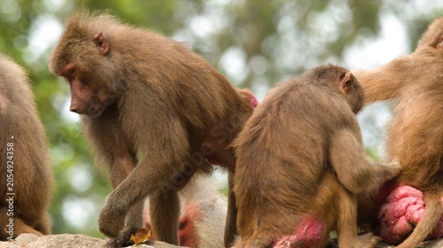 Schilderij op canvas Hamadryas Baboons Grooming and Walking on Rocks in Zoo Enclosure