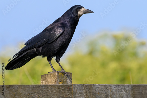 Adult  Rook , Corvus frugilegus